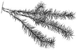 Cyrtopus setosus, habit. Drawn from K.A. Ford D/28, CHR 513683.
 Image: R.C. Wagstaff © Landcare Research 2015 